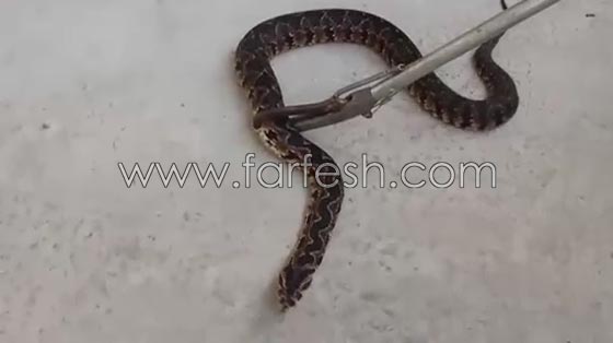 تعرف على صياد الافاعي ومربي الحيوانات البرية الفلسطيني جمال العمواسي صورة رقم 3