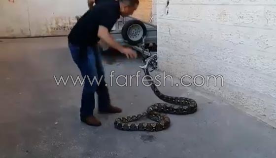 تعرف على صياد الافاعي ومربي الحيوانات البرية الفلسطيني جمال العمواسي صورة رقم 4