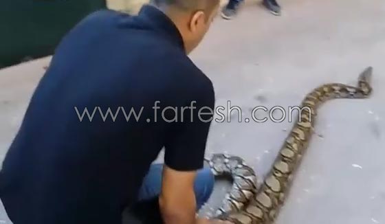 تعرف على صياد الافاعي ومربي الحيوانات البرية الفلسطيني جمال العمواسي صورة رقم 5