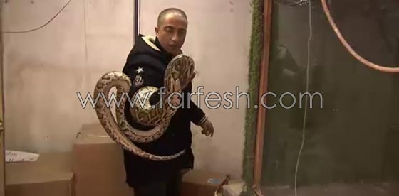 تعرف على صياد الافاعي ومربي الحيوانات البرية الفلسطيني جمال العمواسي صورة رقم 6