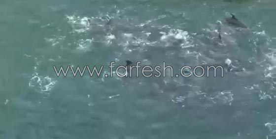 جماعات الرفق بالحيوان تنتقد اليابان بسبب صيد الدلافين صورة رقم 3