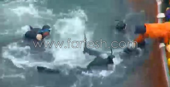 جماعات الرفق بالحيوان تنتقد اليابان بسبب صيد الدلافين صورة رقم 4