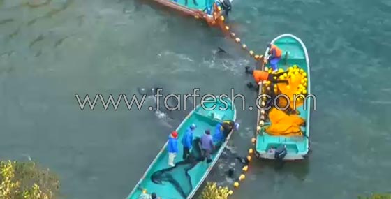 جماعات الرفق بالحيوان تنتقد اليابان بسبب صيد الدلافين صورة رقم 2