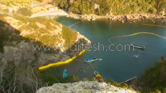 جماعات الرفق بالحيوان تنتقد اليابان بسبب صيد الدلافين صورة رقم 1