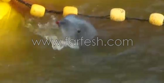 جماعات الرفق بالحيوان تنتقد اليابان بسبب صيد الدلافين صورة رقم 5