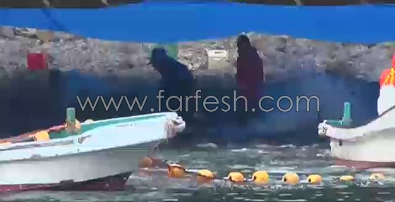 جماعات الرفق بالحيوان تنتقد اليابان بسبب صيد الدلافين صورة رقم 6
