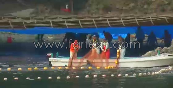 جماعات الرفق بالحيوان تنتقد اليابان بسبب صيد الدلافين صورة رقم 7