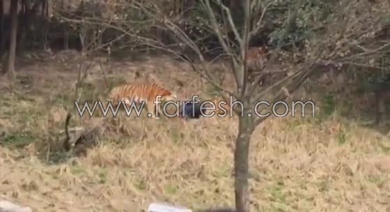 فيديو صادم.. رجل يتحدى النمور فيتعرض للافتراس امام زوجته وطفلته صورة رقم 4