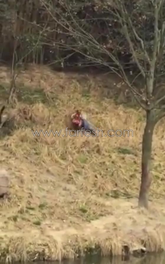 فيديو صادم.. رجل يتحدى النمور فيتعرض للافتراس امام زوجته وطفلته صورة رقم 5