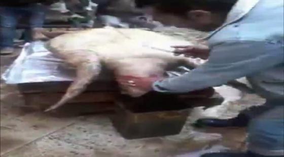 ذبح سلحفاة نادرة في مصر للأسباب غريبة.. فيديو صورة رقم 1
