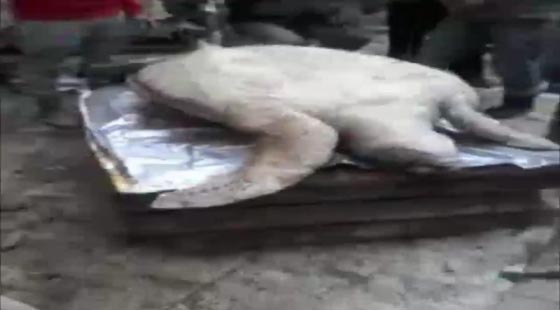 ذبح سلحفاة نادرة في مصر للأسباب غريبة.. فيديو صورة رقم 2