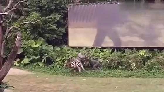 فيديو صادم: حمار وحشي يهاجم عامل في حديقة حيوانات ويطبق باسنانه عليه! صورة رقم 2