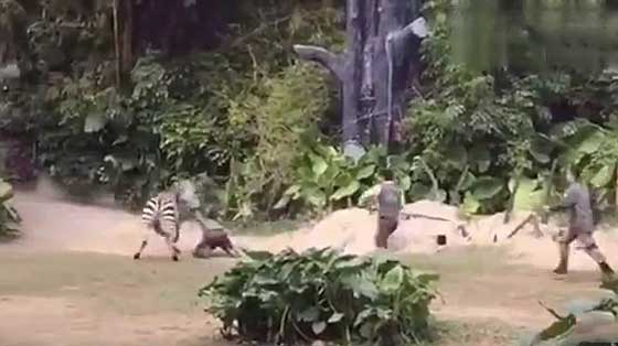 فيديو صادم: حمار وحشي يهاجم عامل في حديقة حيوانات ويطبق باسنانه عليه! صورة رقم 7