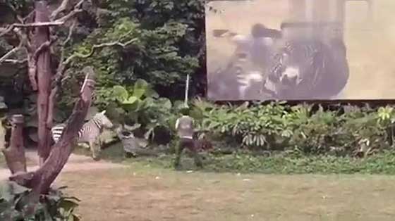 فيديو صادم: حمار وحشي يهاجم عامل في حديقة حيوانات ويطبق باسنانه عليه! صورة رقم 6