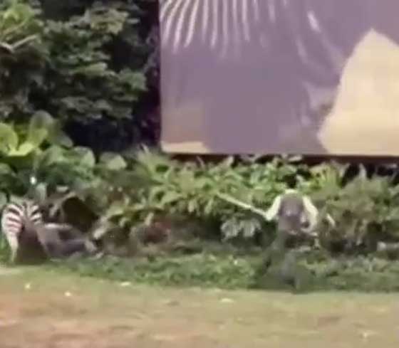 فيديو صادم: حمار وحشي يهاجم عامل في حديقة حيوانات ويطبق باسنانه عليه! صورة رقم 4