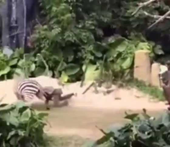 فيديو صادم: حمار وحشي يهاجم عامل في حديقة حيوانات ويطبق باسنانه عليه! صورة رقم 5