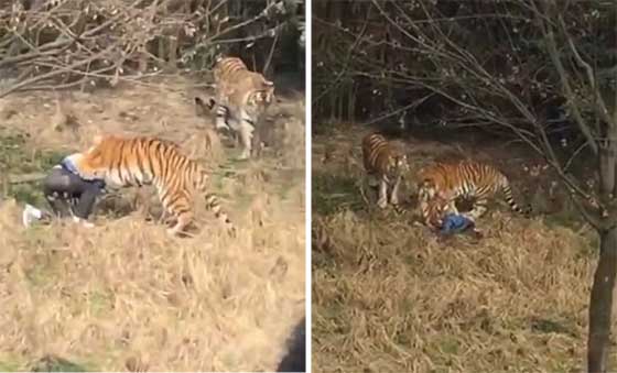 فيديو صادم: حمار وحشي يهاجم عامل في حديقة حيوانات ويطبق باسنانه عليه! صورة رقم 1