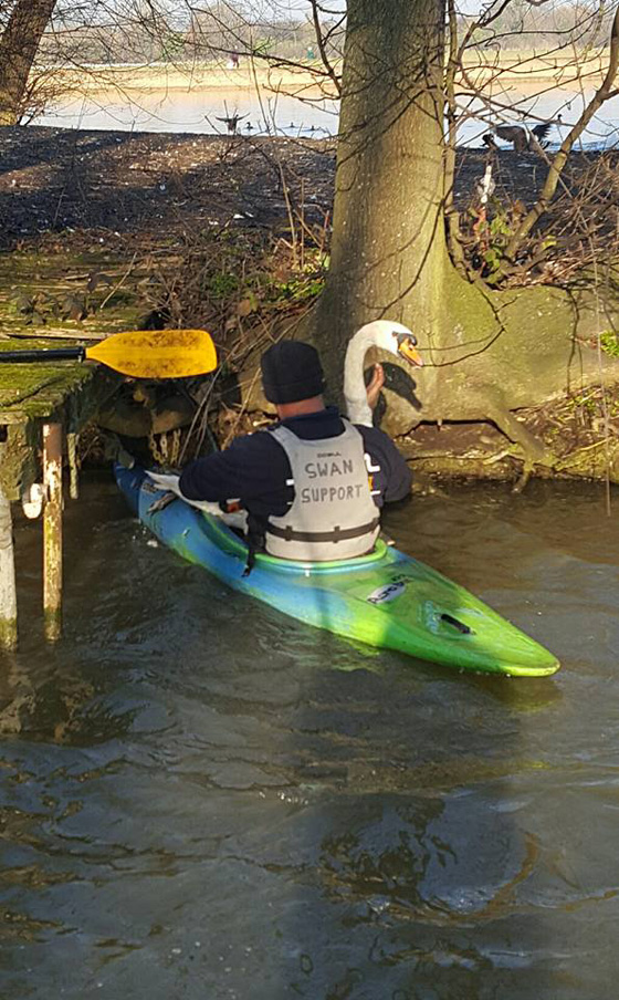 جريمة تهز بريطانيا.. قناص يطلق النار على بجعات الملكة اليزابيث صورة رقم 2