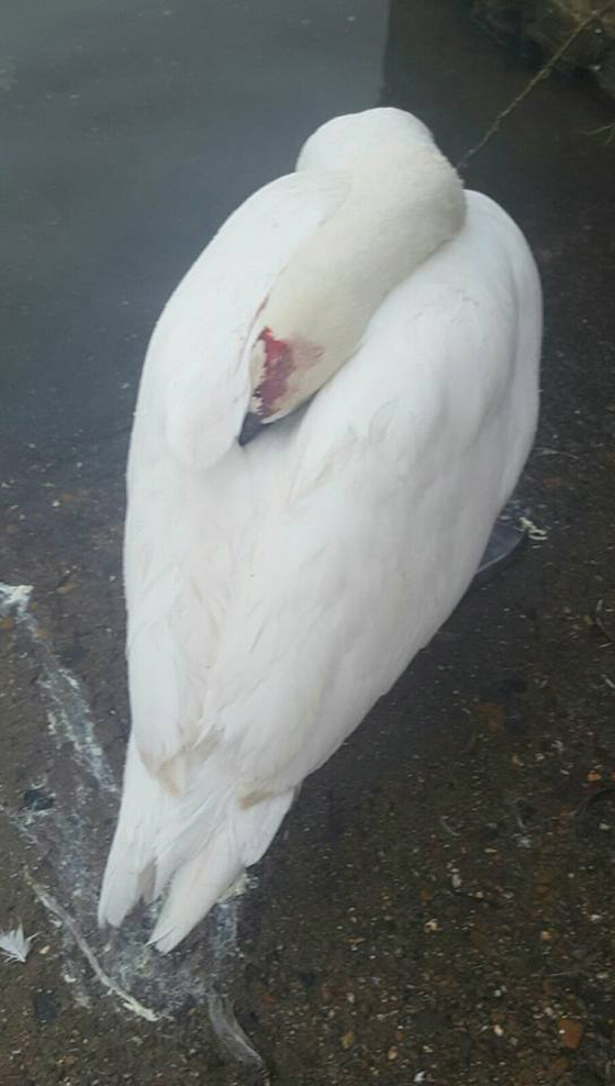 جريمة تهز بريطانيا.. قناص يطلق النار على بجعات الملكة اليزابيث صورة رقم 3