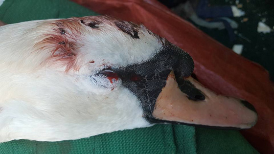 جريمة تهز بريطانيا.. قناص يطلق النار على بجعات الملكة اليزابيث صورة رقم 4