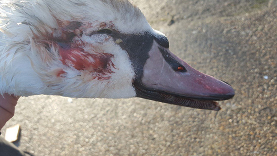 جريمة تهز بريطانيا.. قناص يطلق النار على بجعات الملكة اليزابيث صورة رقم 5