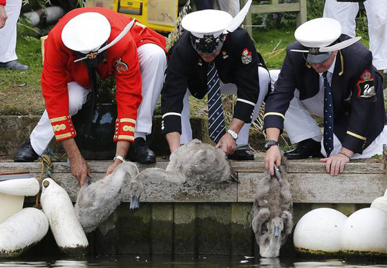 جريمة تهز بريطانيا.. قناص يطلق النار على بجعات الملكة اليزابيث صورة رقم 15