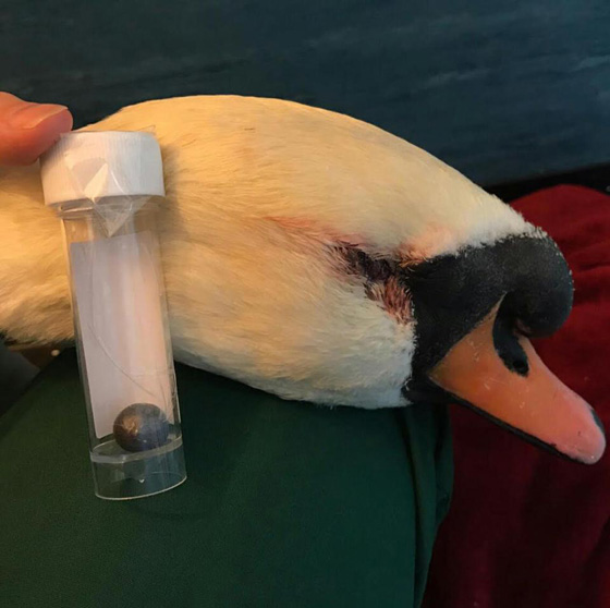 جريمة تهز بريطانيا.. قناص يطلق النار على بجعات الملكة اليزابيث صورة رقم 11