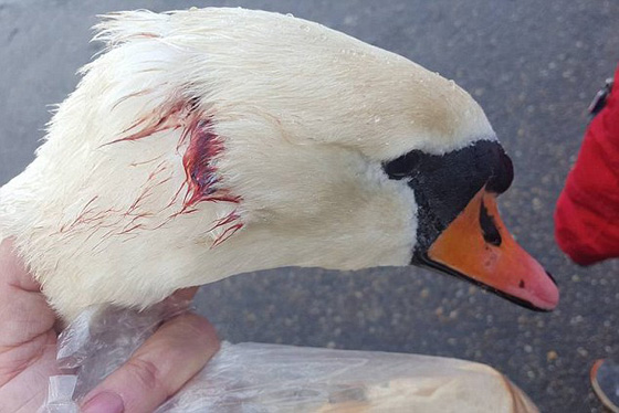 جريمة تهز بريطانيا.. قناص يطلق النار على بجعات الملكة اليزابيث صورة رقم 7