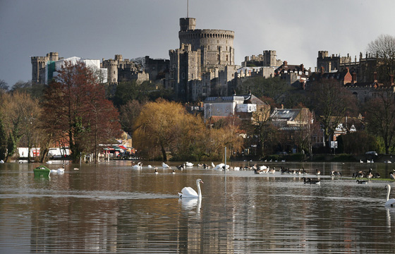 جريمة تهز بريطانيا.. قناص يطلق النار على بجعات الملكة اليزابيث صورة رقم 19