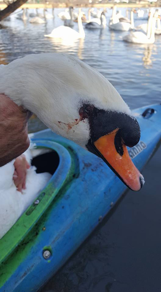 جريمة تهز بريطانيا.. قناص يطلق النار على بجعات الملكة اليزابيث صورة رقم 8