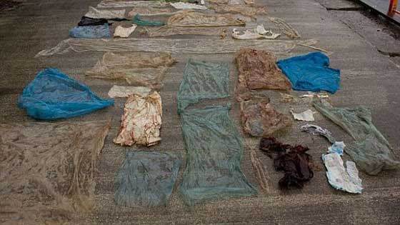 نفوق حوت ضخم والعثور على 30 كيسا بلاستيكيا في معدته! فيديو صورة رقم 5