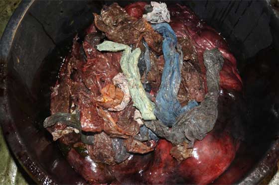 نفوق حوت ضخم والعثور على 30 كيسا بلاستيكيا في معدته! فيديو صورة رقم 3