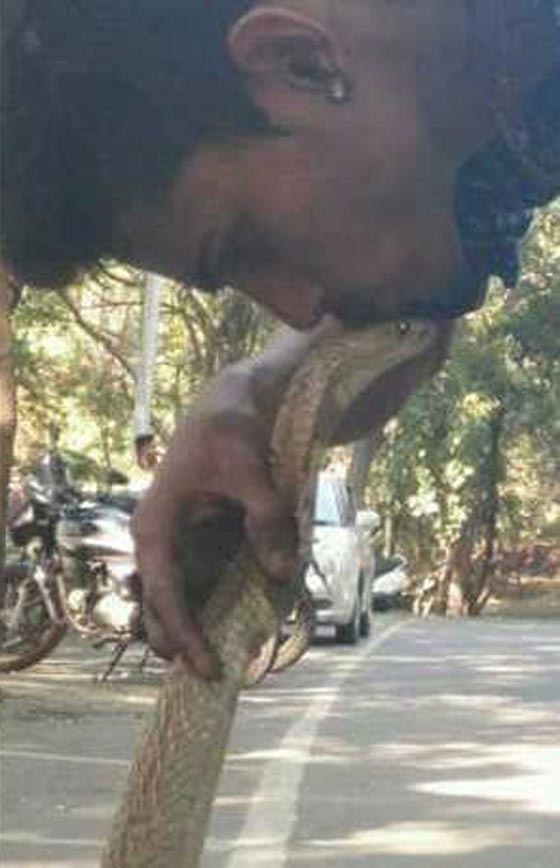 شاب يخسر حياته عند تقبيل كوبرا سامة من أجل صورة مثيرة صورة رقم 4