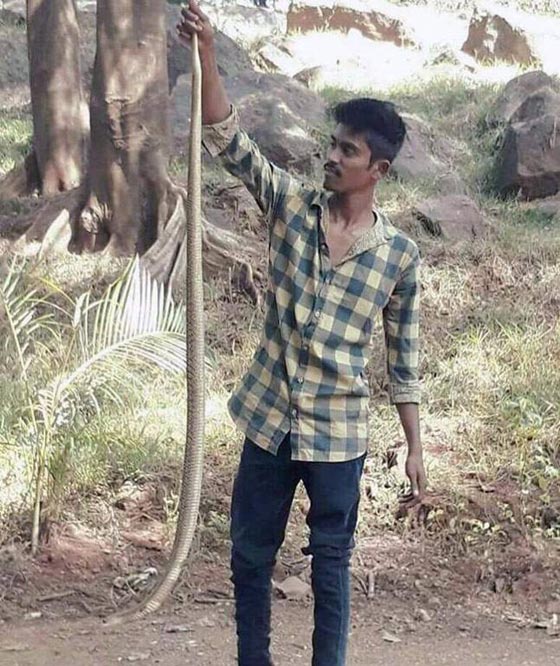 شاب يخسر حياته عند تقبيل كوبرا سامة من أجل صورة مثيرة صورة رقم 3