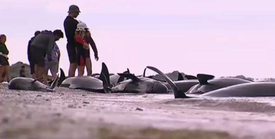 نفوق 461 حوتا بعد ان جنحت الى شواطئ نيوزيلندا.. فيديو صورة رقم 7