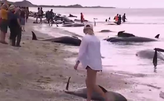 نفوق 461 حوتا بعد ان جنحت الى شواطئ نيوزيلندا.. فيديو صورة رقم 8