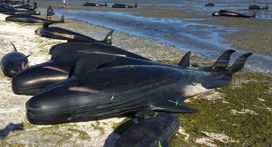 نفوق 461 حوتا بعد ان جنحت الى شواطئ نيوزيلندا.. فيديو صورة رقم 1