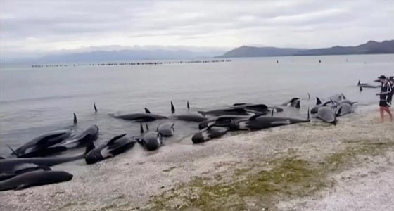 نفوق 461 حوتا بعد ان جنحت الى شواطئ نيوزيلندا.. فيديو صورة رقم 6