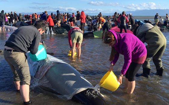 نفوق 461 حوتا بعد ان جنحت الى شواطئ نيوزيلندا.. فيديو صورة رقم 2