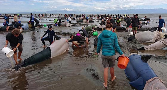 نفوق 461 حوتا بعد ان جنحت الى شواطئ نيوزيلندا.. فيديو صورة رقم 3