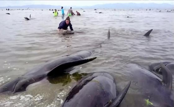 نفوق 461 حوتا بعد ان جنحت الى شواطئ نيوزيلندا.. فيديو صورة رقم 4