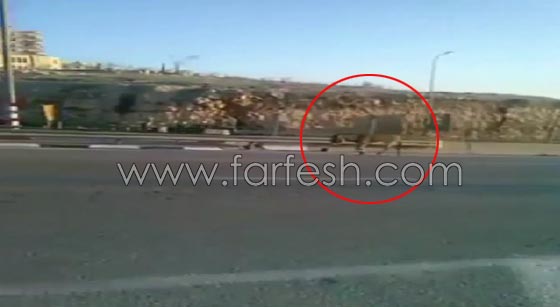 بالفيديو.. فلسطينيون يحسدون حمارا على حظه مع الجيش الاسرائيلي صورة رقم 4