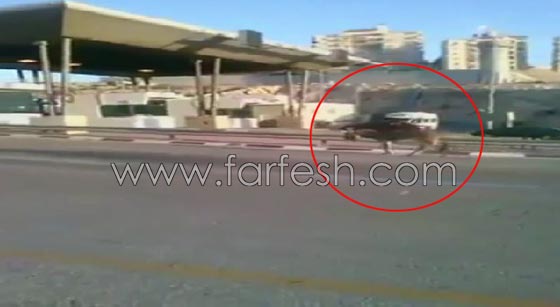 بالفيديو.. فلسطينيون يحسدون حمارا على حظه مع الجيش الاسرائيلي صورة رقم 6