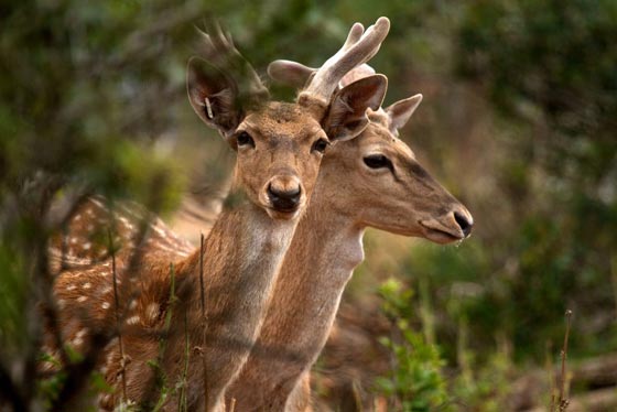  صورة غزالين تثير ازمة اسرائيلية - فلسطينية بالامم المتحدة صورة رقم 2