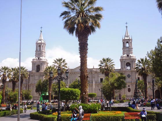 اشجار نخيل في محيط كاتدرائية ميلانو تثير جدلا في ايطاليا صورة رقم 3