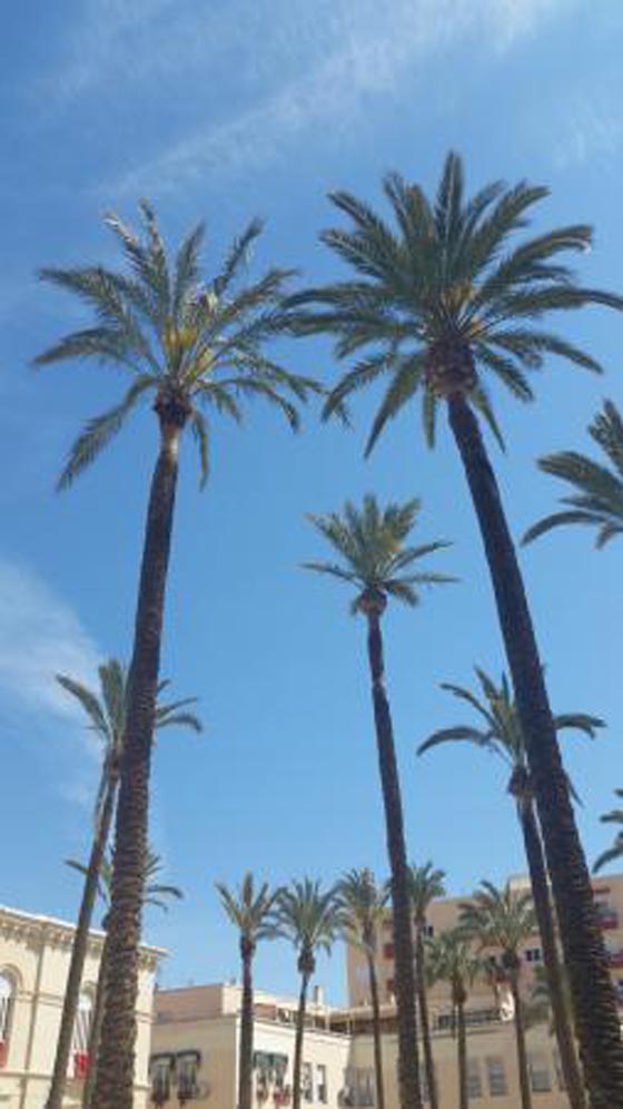 اشجار نخيل في محيط كاتدرائية ميلانو تثير جدلا في ايطاليا صورة رقم 8