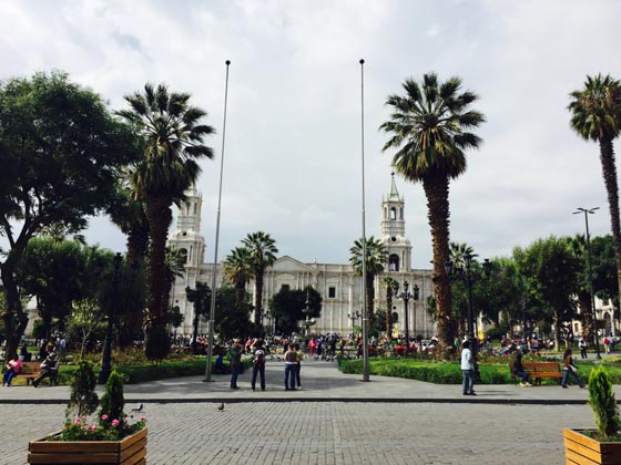 اشجار نخيل في محيط كاتدرائية ميلانو تثير جدلا في ايطاليا صورة رقم 11