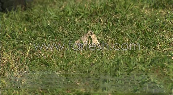 رشق موكب ترامب بجسم مجهول والشرطة السرية تفتح تحقيقا صورة رقم 6