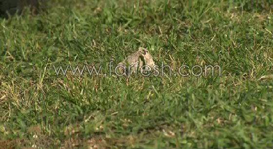 رشق موكب ترامب بجسم مجهول والشرطة السرية تفتح تحقيقا صورة رقم 13