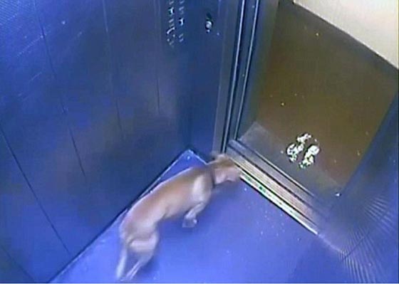  فيديو مؤلم: رجل مخمور يضرب كلبه بقسوة مدة 30 دقيقة! صورة رقم 3